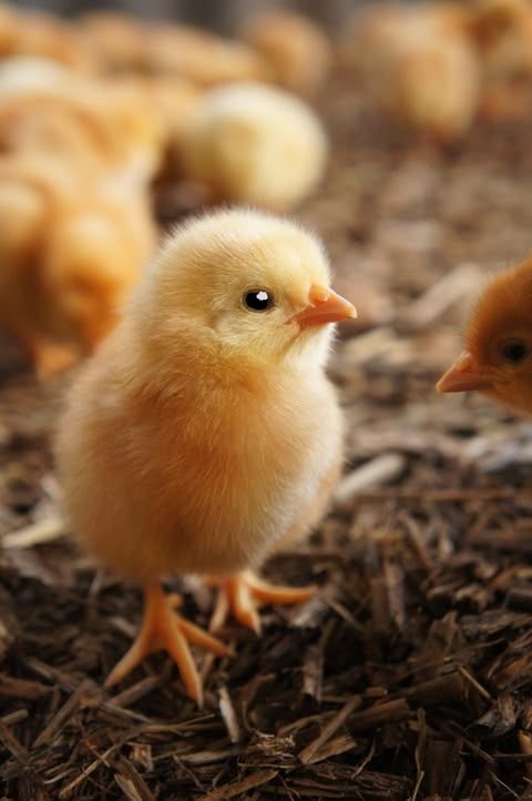 Baby chick - Breeding