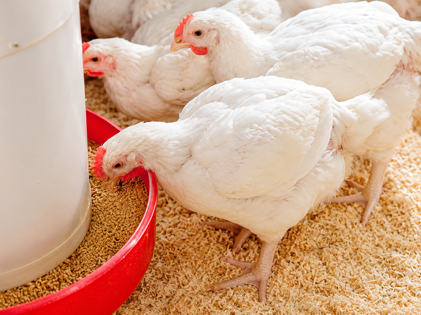 Grain feed - Nutrition