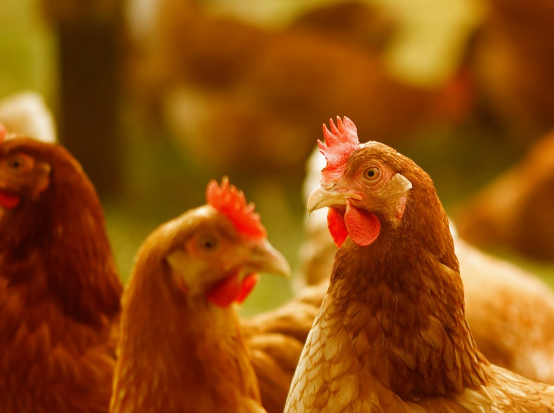 Hens on an AkashGanga partner farm